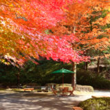 （終了しました）2021年11月7日コスカレードin広島市森林公園9（広島市）