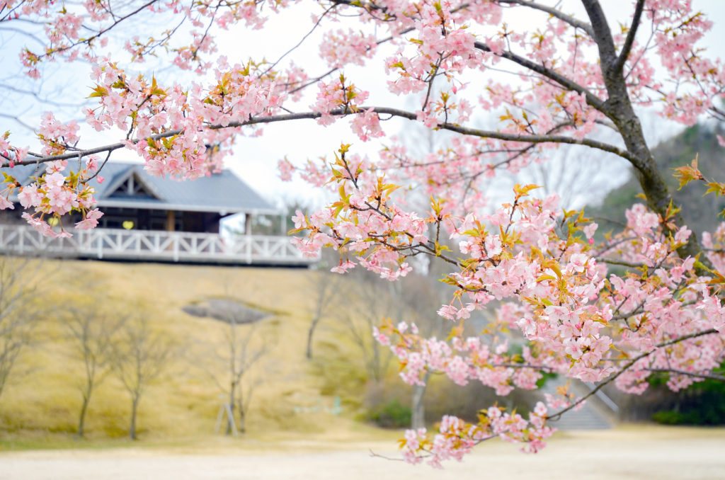 広島市森林公園-4月上旬頃の参考画像