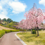（終了しました）2022年4月3日コスカレードin広島市森林公園10（広島市）